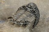 Superb Lichid Trilobite (Akantharges) - Tinejdad, Morocco #209629-3